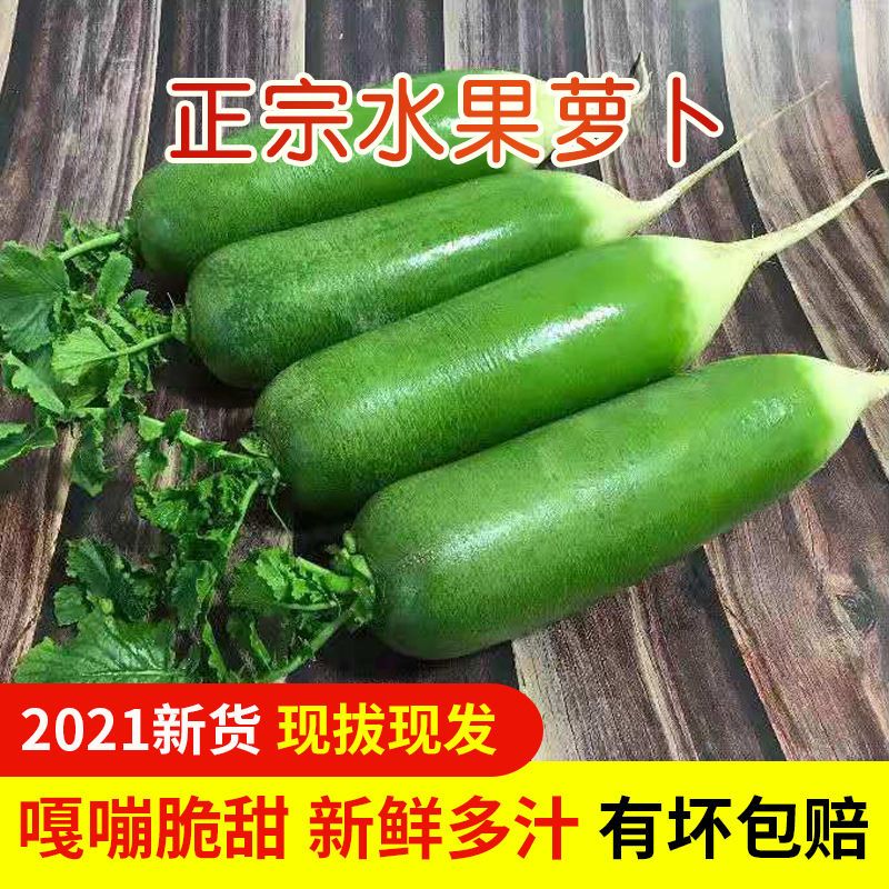 37849-【现拔新货】水果萝卜生吃甜脆 潍县沙窝萝卜水果青萝卜新鲜蔬菜-详情图