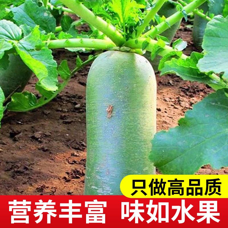 37849-【现拔新货】水果萝卜生吃甜脆 潍县沙窝萝卜水果青萝卜新鲜蔬菜-详情图