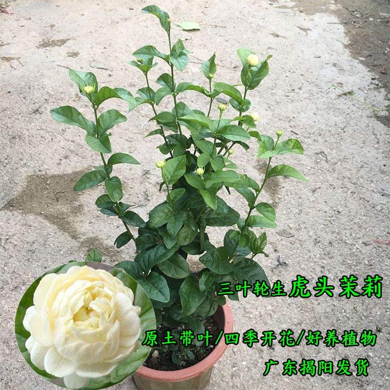 虎头茉莉花盆栽带花苞三叶轮生重瓣茉莉大花茉莉狮头茉莉花苗 虎窝拼