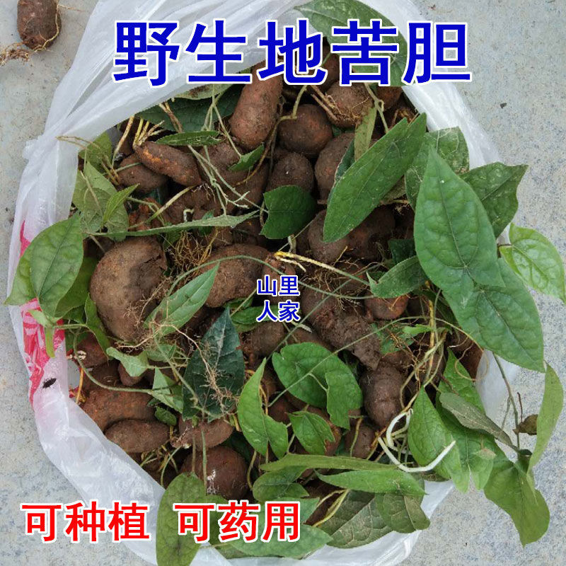 野生新鲜地苦胆金果榄中草药地苦胆九牛胆九龙胆山慈枯茨菇 5株起【15