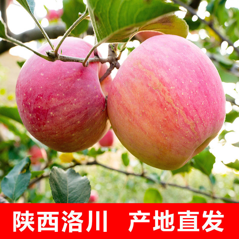 37776-正宗陕西洛川苹果红富士精品新鲜水果脆甜孕妇小孩吃十斤产地直发-详情图