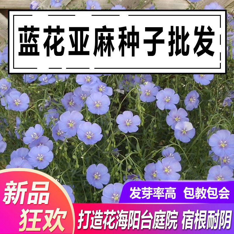 蓝花亚麻种子兰花亚麻耐寒阴春秋播种多年室外景观花坛庭院花种子