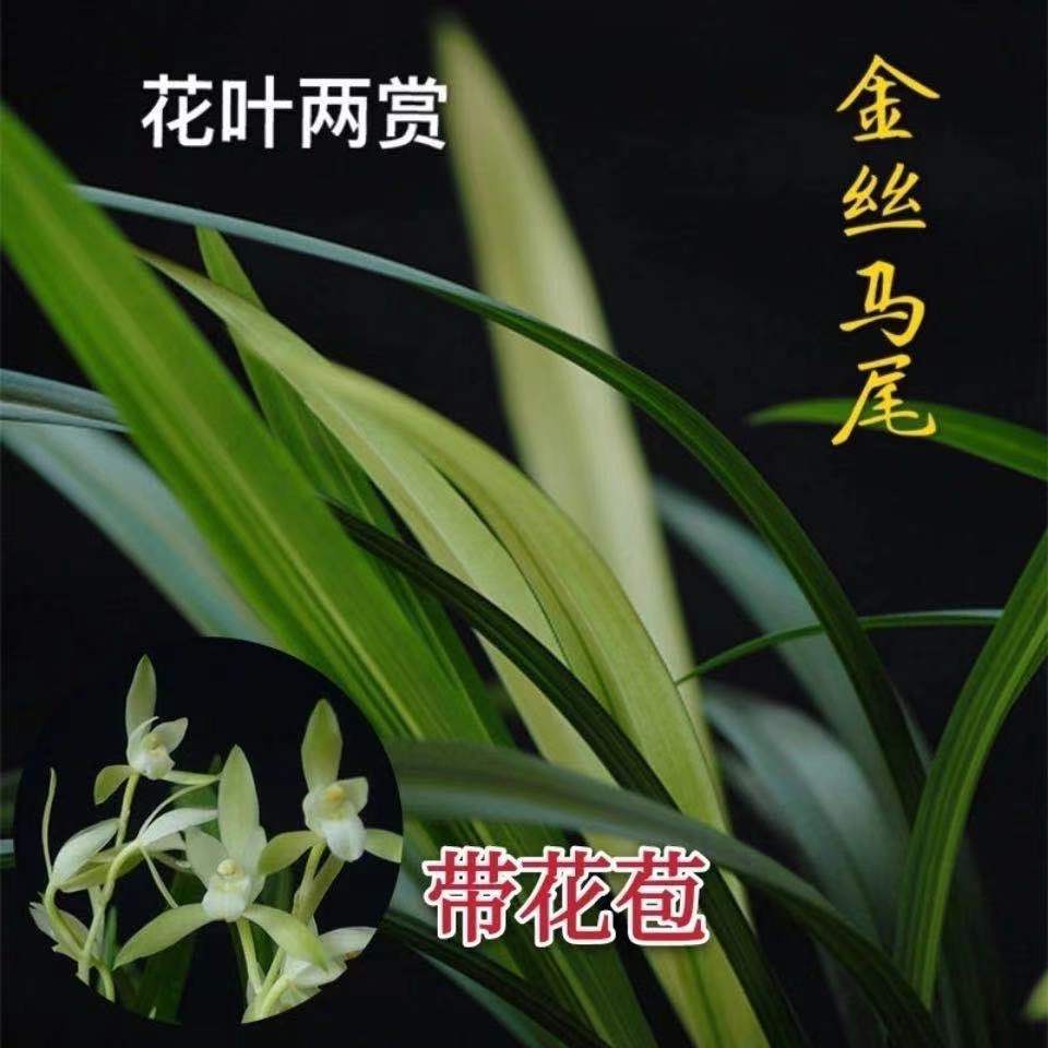 【叶带金丝】兰花苗建兰金丝马尾室内盆栽绿植花卉浓香带花苞好养