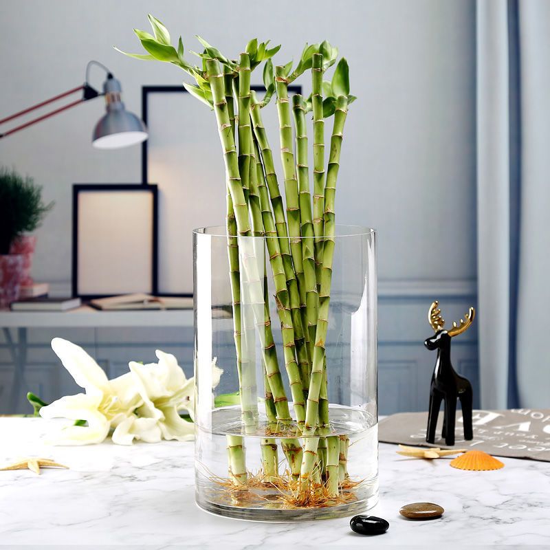 大号玻璃花瓶加厚直筒透明简约落地摆件插花水竹富贵竹马醉木吊钟 虎窝拼