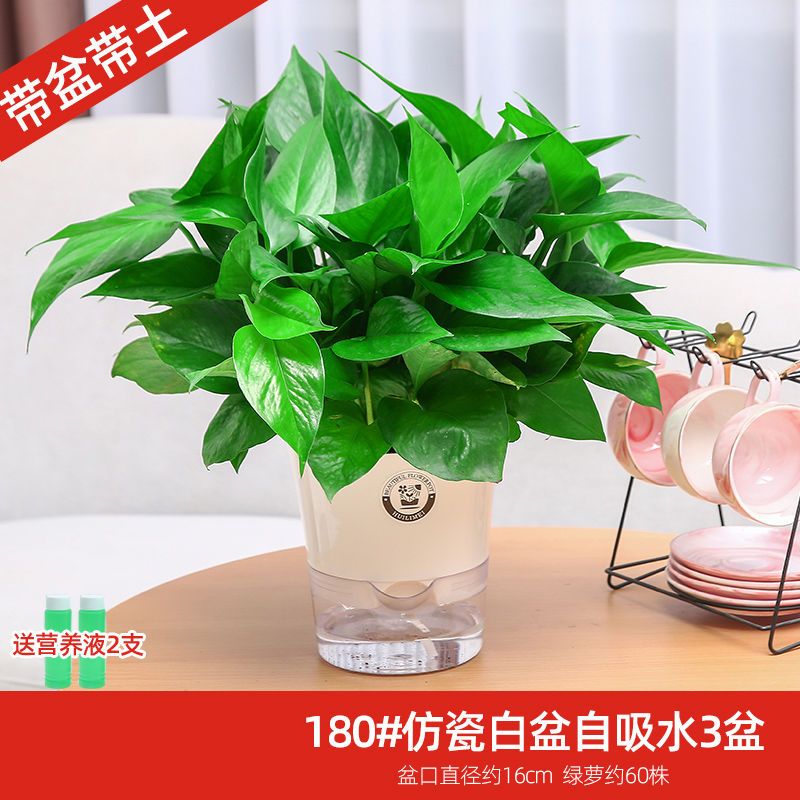 绿萝盆栽室内花卉植物吸除甲醛绿植水培好养长藤垂吊大叶绿箩批发 虎窝拼