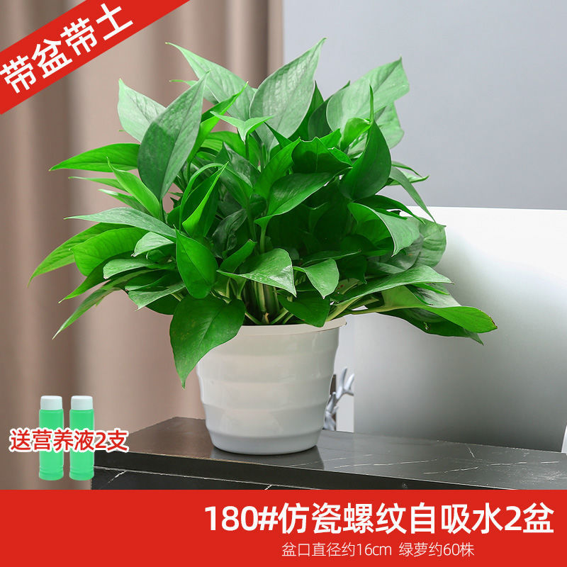 绿萝盆栽室内花卉植物吸除甲醛绿植水培好养长藤垂吊大叶绿箩批发 虎窝拼