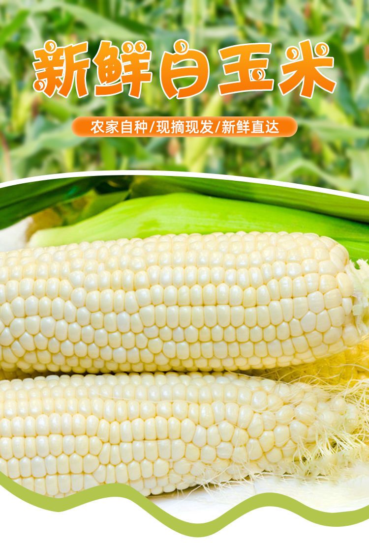 苏北农家蔬菜白糯玉米新鲜现摘黏粘玉米棒子带皮生苞米非转基因
