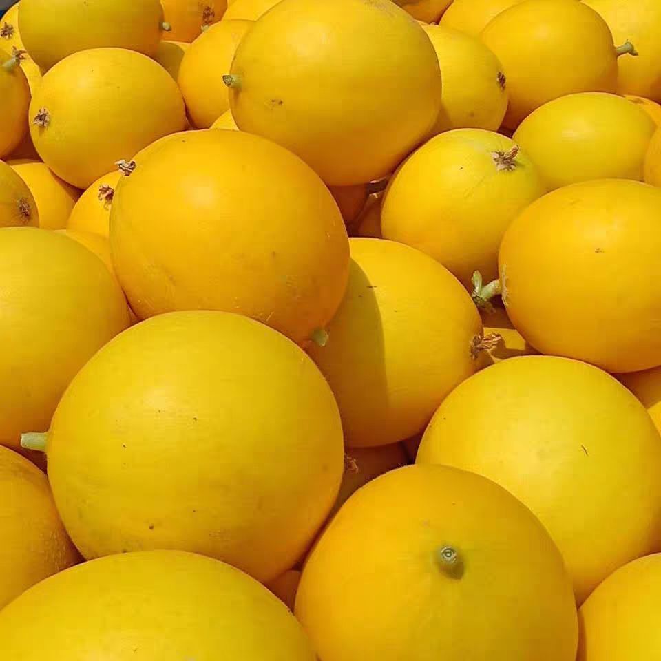 2022头茬蜜瓜民勤黄河蜜瓜金红宝沙漠蜜瓜甜瓜香瓜应季新鲜水果