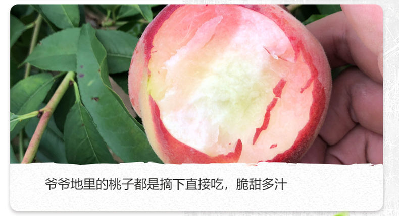 新鲜水蜜桃3/5/10斤毛桃现摘当季水果应季脆甜桃子时令非油桃批发