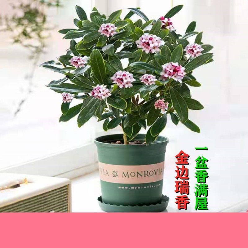 金边瑞香花卉耐寒盆栽花卉室内大苗四季绿植盆景盆栽
