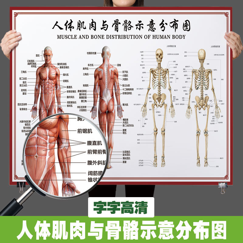 人体骨骼图挂图器官内脏结构图海报脊柱图解肌肉分布解剖挂图2138