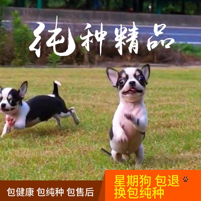 精品吉娃娃纯种茶杯犬幼犬活体黄白花黑色铁包金奶油白色宠物小狗【2