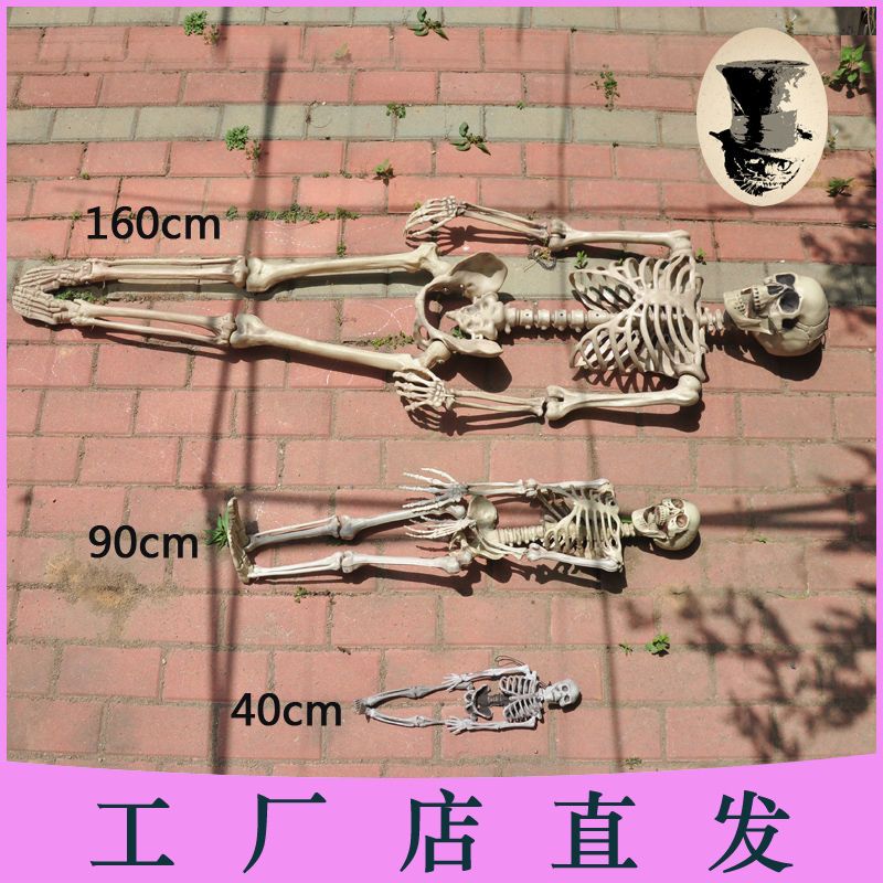 骷髅骨架道具万圣节用品鬼屋密室逃脱素描写生模型美术影视用具 虎窝拼