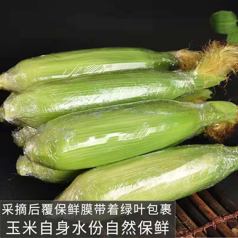 云南现摘水果玉米脆甜爆汁生吃金银生玉米农家自种2/3/5/9斤包邮