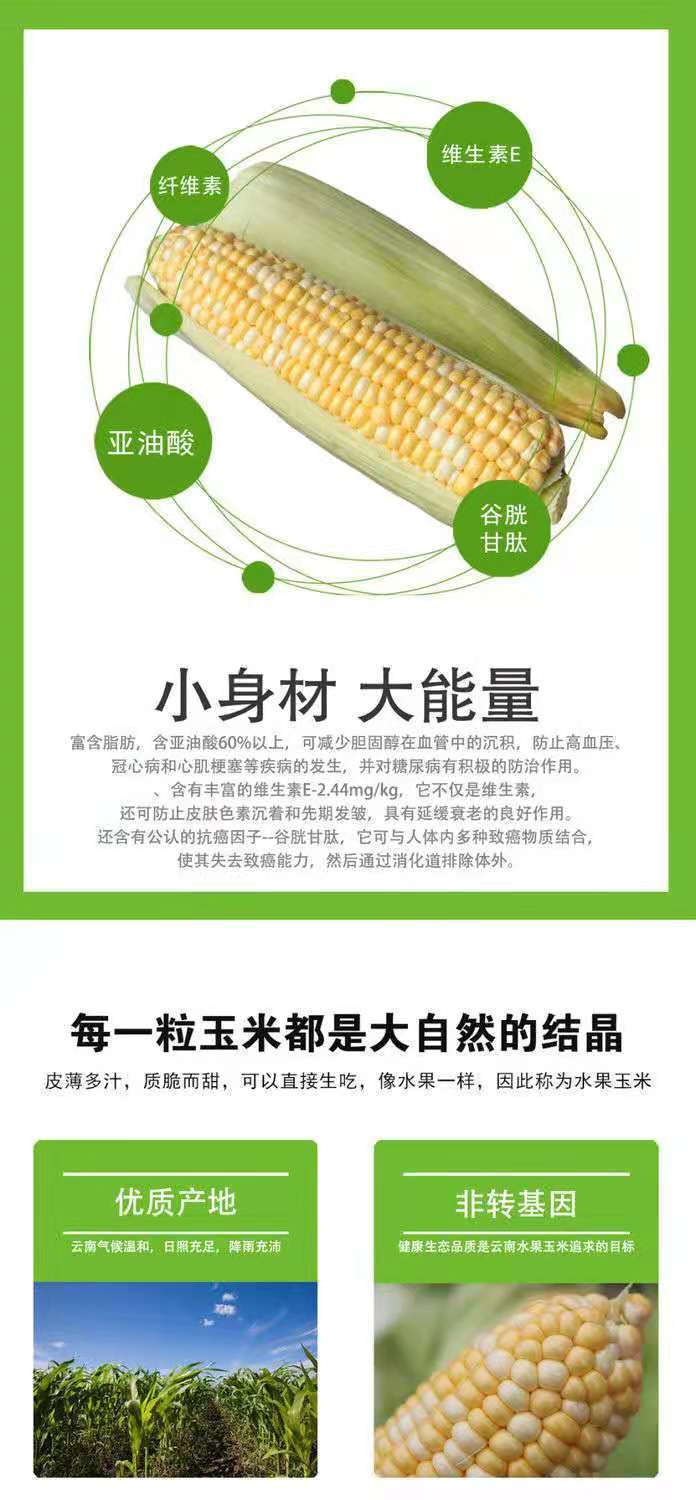云南现摘水果玉米脆甜爆汁生吃金银生玉米农家自种2/3/5/9斤包邮