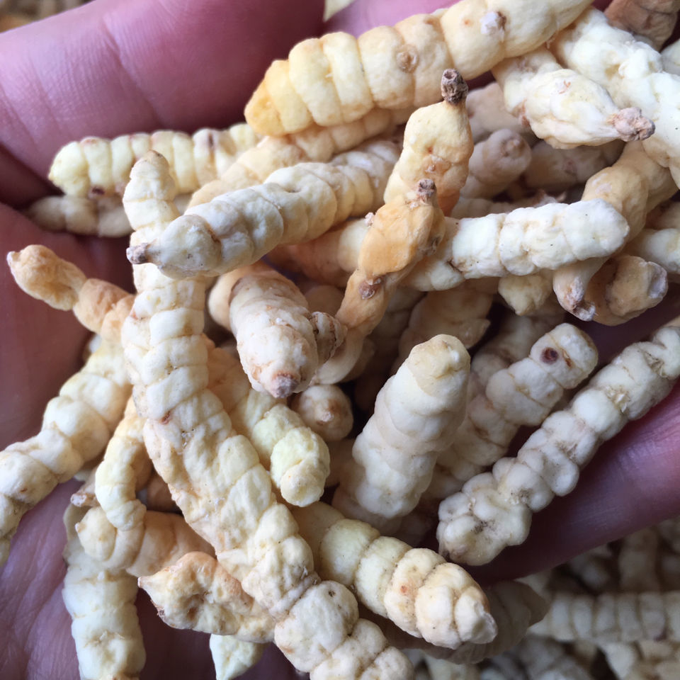 草石蚕 新货 中药材 白虫草参 地蚕 草石蚕 泽兰根 500克 包邮