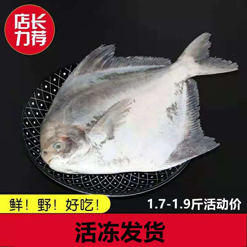 大斗鲳,大鲳鱼,平鱼,扁鱼,特级大斗鲳鱼鮀鱼海捕活冻鲳鱼深海大鱼