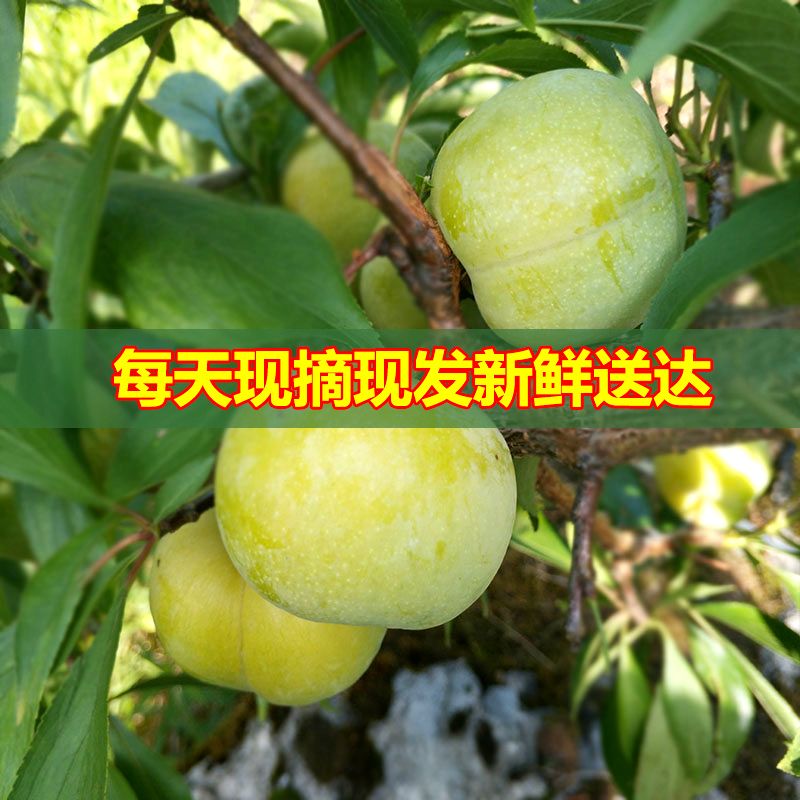 37795-四川脱骨李子水果脆李脆甜茵红李新鲜巫山蜂糖五月脆李半边红大果-详情图