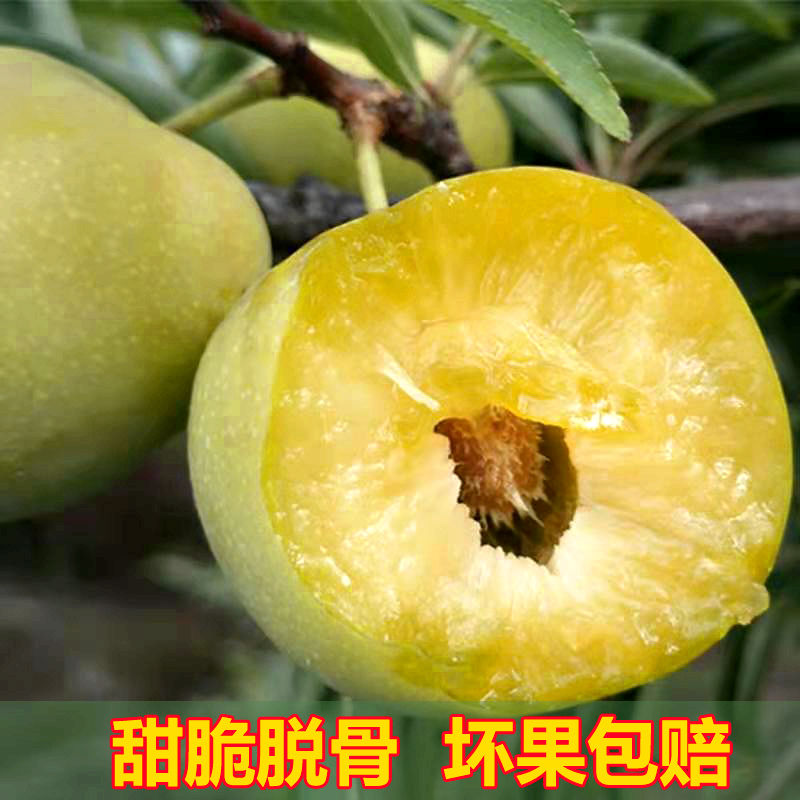 37795-四川脱骨李子水果脆李脆甜茵红李新鲜巫山蜂糖五月脆李半边红大果-详情图
