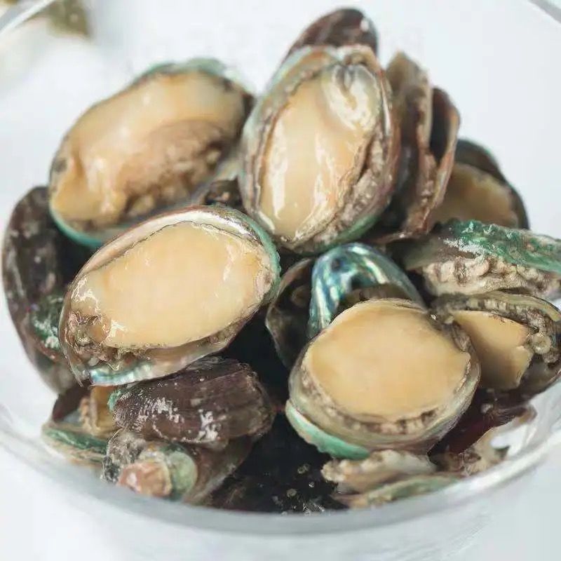 新鲜野生鲍鱼现货鲍鱼大鲍鱼新鲜2个