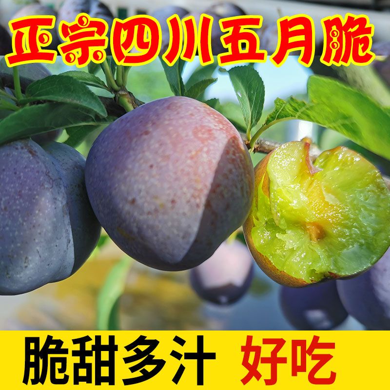 37795-四川脱骨李子水果脆李脆甜茵红李新鲜巫山蜂糖五月脆李半边红大果-详情图