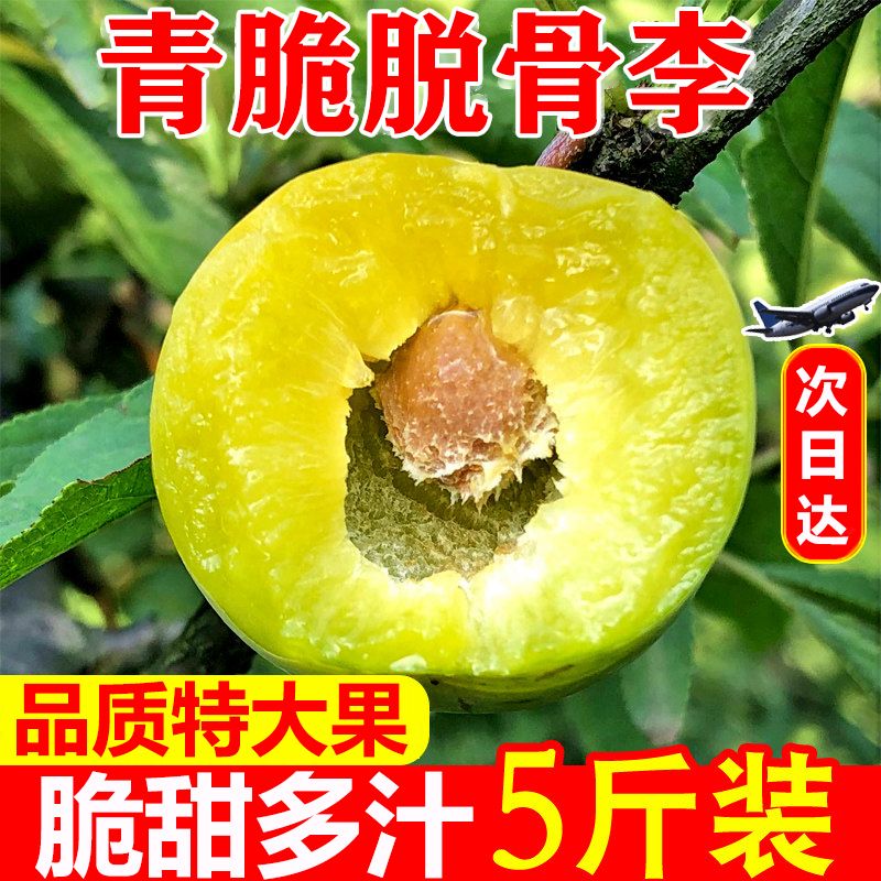 37795-四川脱骨李子水果脆李脆甜茵红李新鲜巫山蜂糖五月脆李半边红大果-详情图