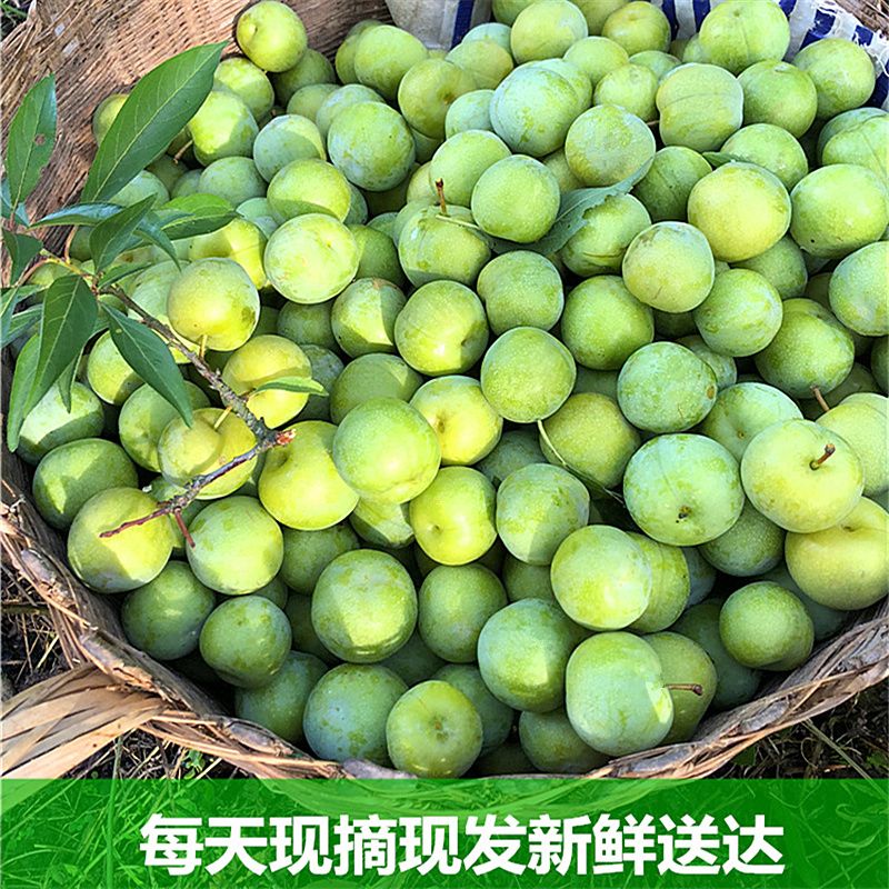 37795-四川脱骨李子水果脆李脆甜茵红李新鲜巫山蜂糖五月脆李半边红大果-详情图