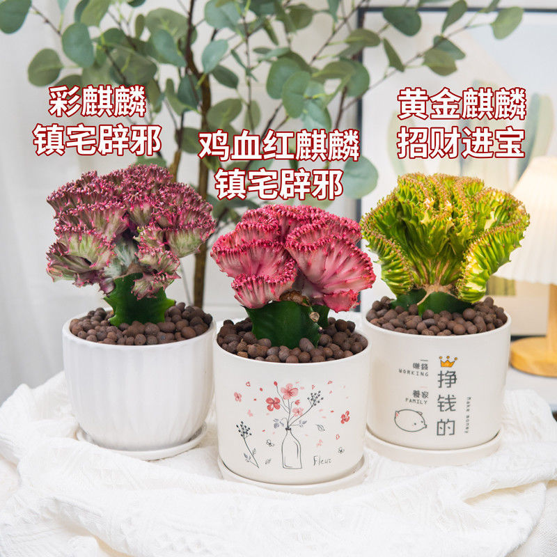 彩麒麟盆栽玉麒麟仙人掌植物净化空气花卉吸甲醛防辐射招财绿植