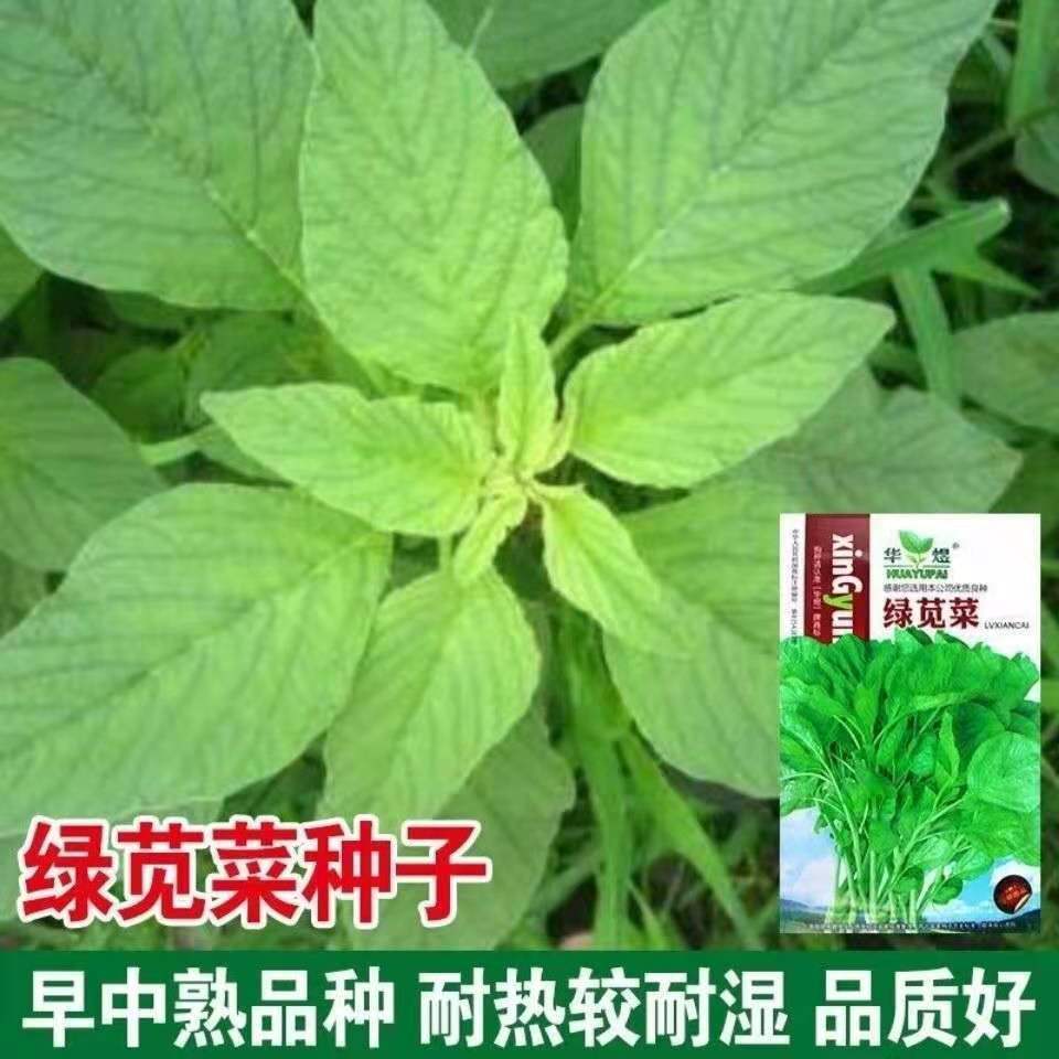 【绿圆叶苋菜种子】青苋菜 白苋菜 汗菜 汉菜盆栽 疏菜种子包邮