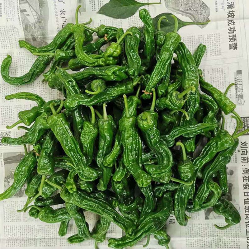 农家自种枣庄新鲜薄皮辣椒特辣超辣蔬菜土辣椒皱皮辣椒螺丝椒 图片 2