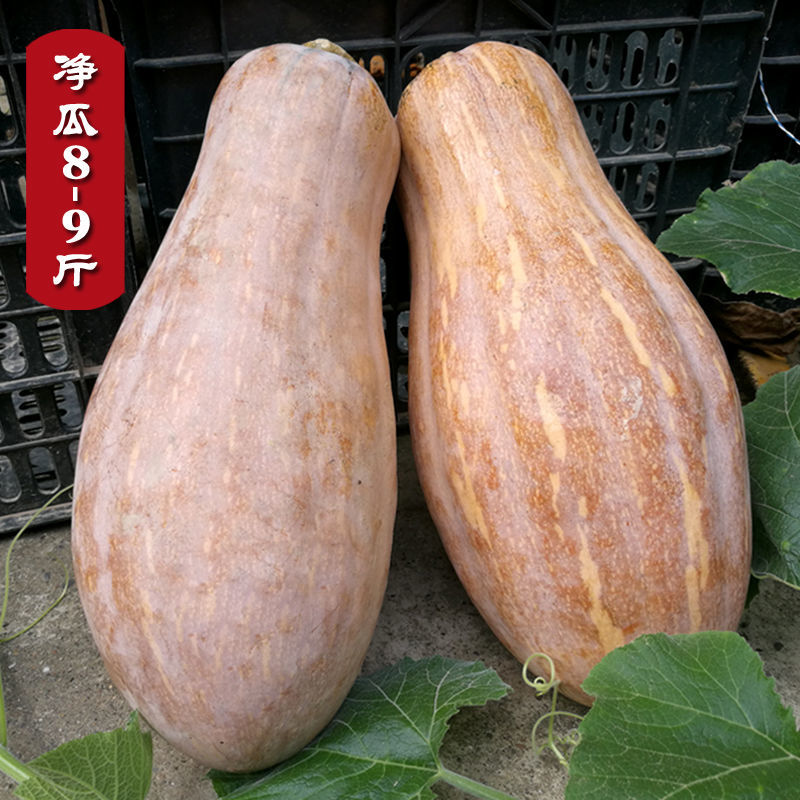 广西蜜本甜南瓜板栗老南瓜粉糯甜新鲜孕妇宝宝铺食农家自种长南瓜