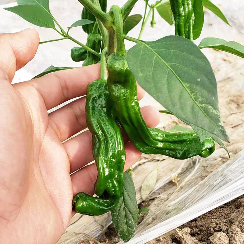 农家自种枣庄新鲜薄皮辣椒特辣超辣蔬菜土辣椒皱皮辣椒螺丝椒 图片 4