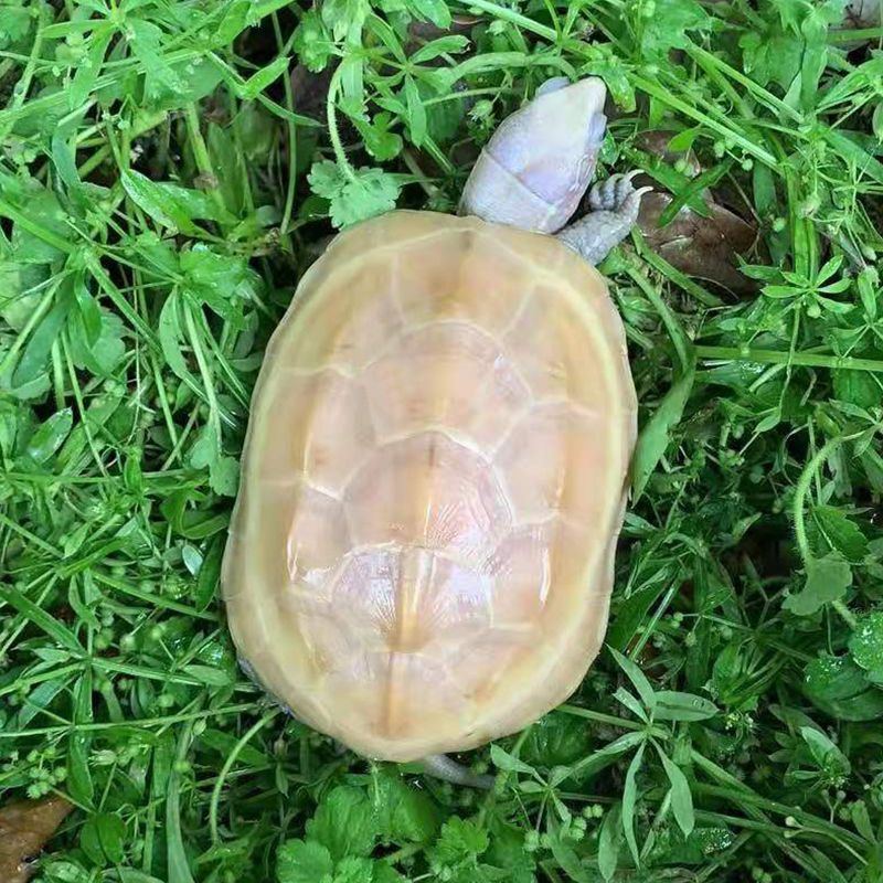 白玉龟中华草龟活体宠物观赏可爱龟素食吃菜长寿龟镇宅神兽【3月11