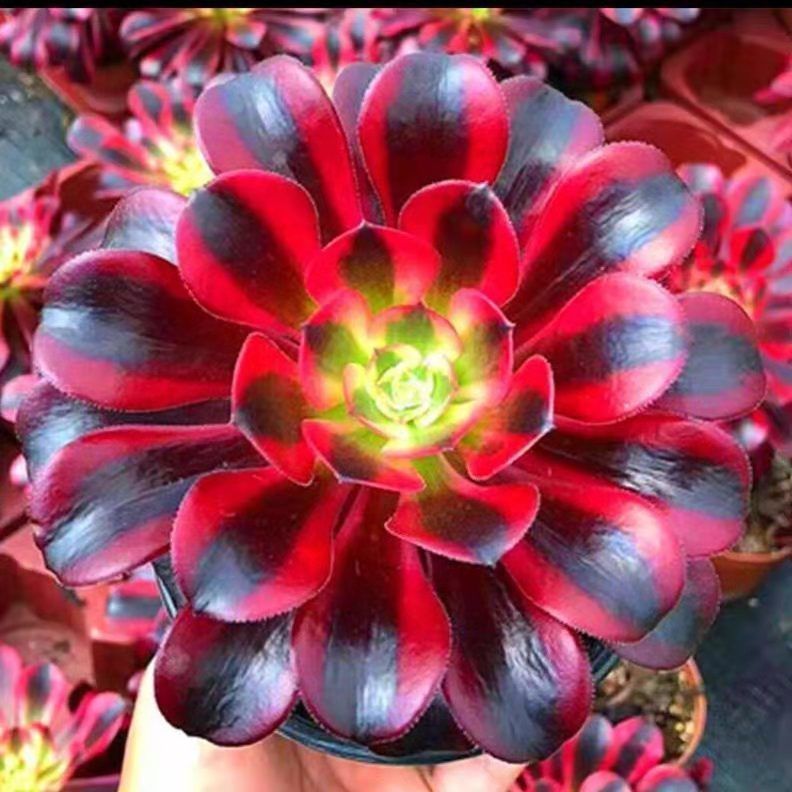 红覆轮美杜莎法师多肉老桩黑法师手捧花盆栽露养精品多肉