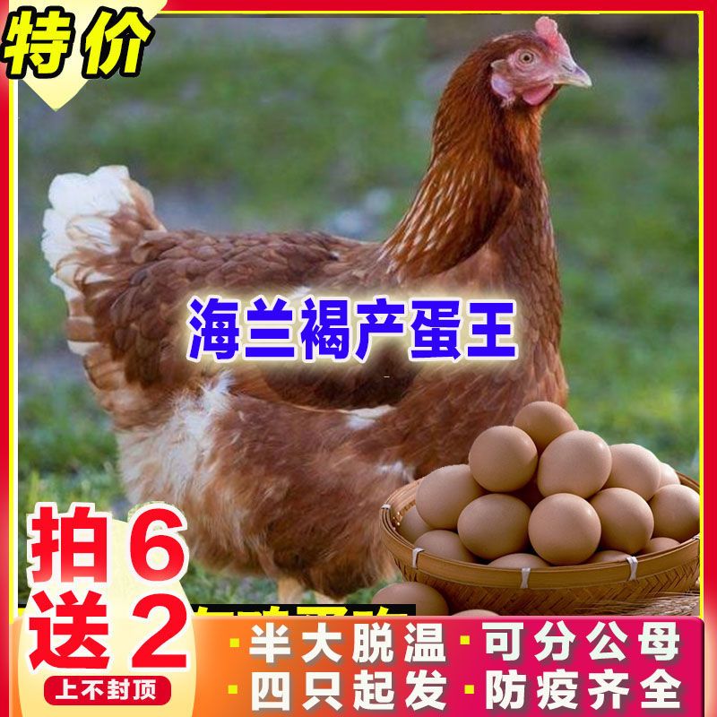 【海兰褐产蛋王】农村散养纯种产蛋王红毛鸡母鸡活体鸡下蛋鸡种鸡【2