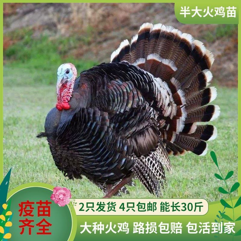 贝蒂娜尼古拉青铜火鸡仔活体半斤半大火鸡零售巨型快递包活到家【【3