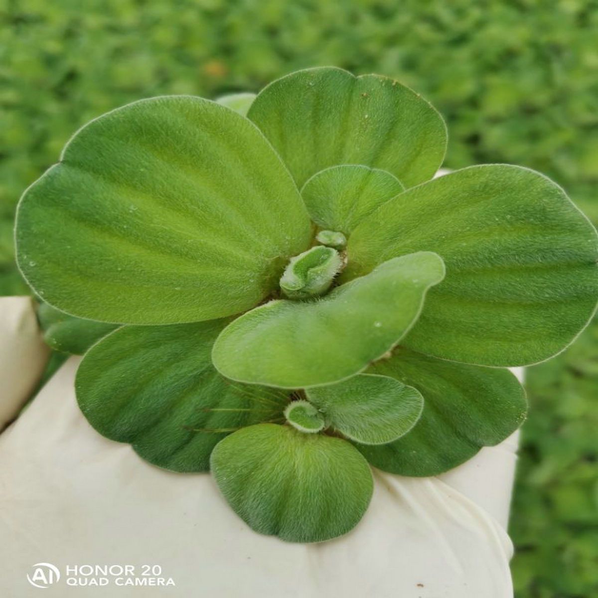 水芙蓉苗水白菜水培水生水养植物苗鱼缸造景鱼塘养殖净化水质水草 3月19日发完 虎窝拼