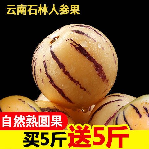 【超好吃】云南人参果圆果黄肉石林精品人参果水果新鲜现摘多规格
