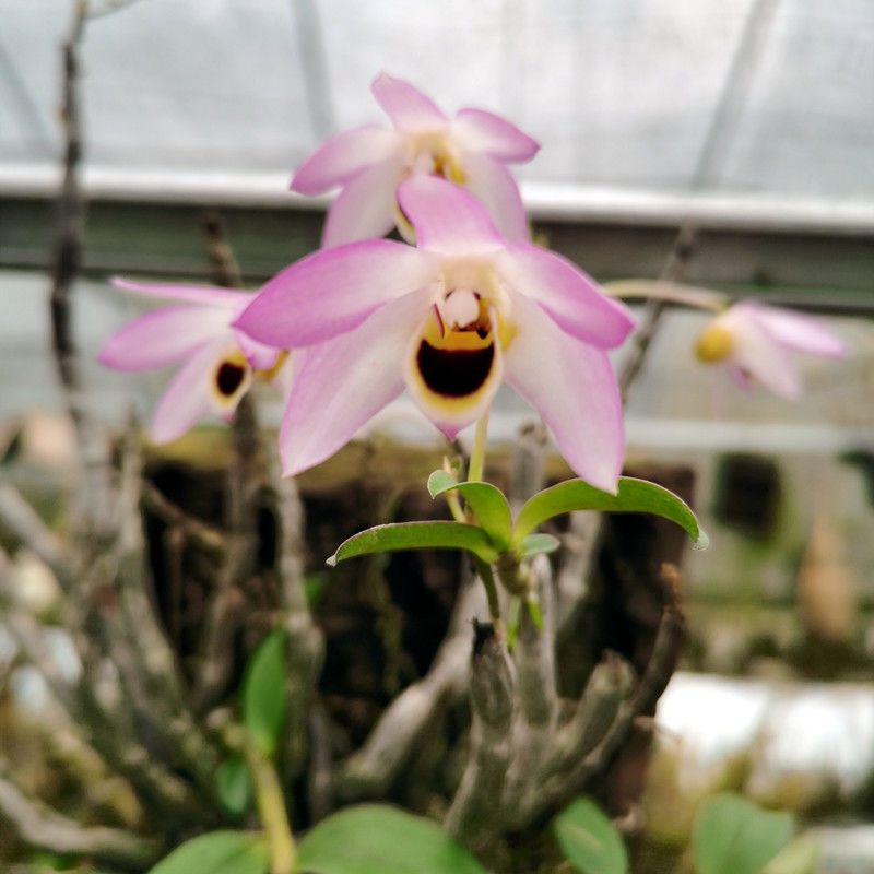 曲茎石斛稀有品种石斛界稀有品种粉色花不是铁皮石斛粉花 虎窝拼