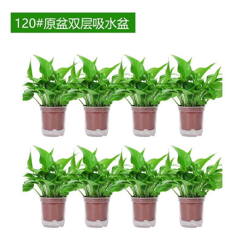 绿萝盆栽室批发内花卉植物吸除甲醛长藤绿植挂墙垂吊好养大叶绿箩 虎窝拼