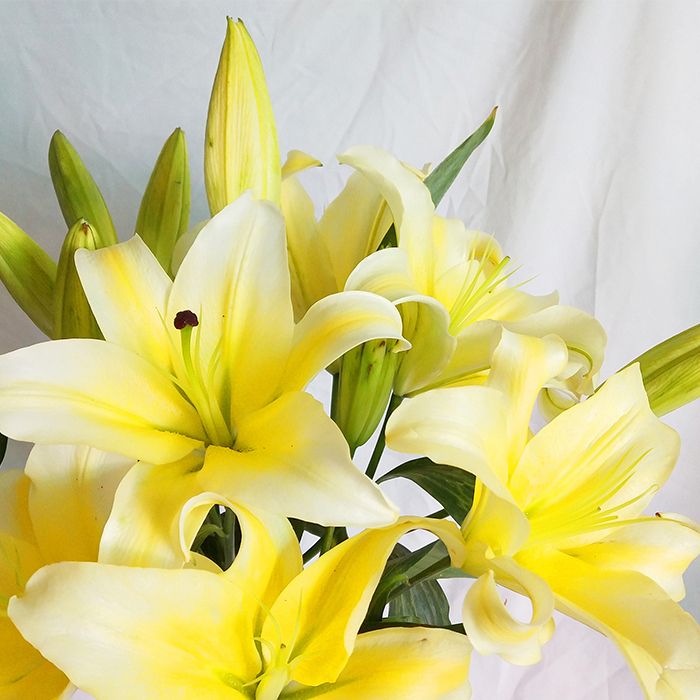 基地直发空运黄百合3头百合浓香型新鲜带花苞发货10支送保鲜剂 4月12日发完 虎窝拼