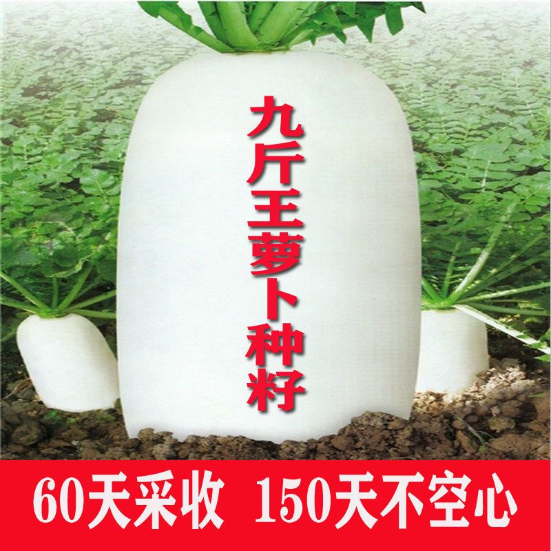 九斤王大白萝卜种子特大白皮水果萝卜种春秋四季大田菜园蔬菜种子
