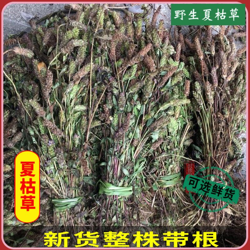 夏枯草现采新货全草带根夏枯草新鲜夏菇草散结中药材夏菇草夏枯花【2