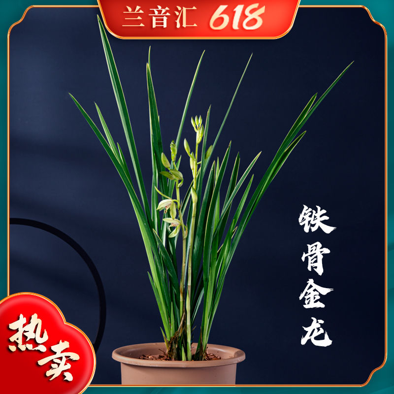 【铁骨金龙】兰花直播浓香型带盆室内国宝级花卉绿植盆栽兰音汇