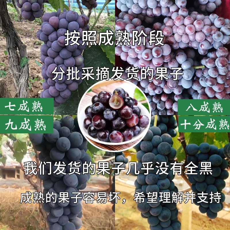 54210-夏黑无籽葡萄新鲜水果当季脆甜低糖黑加仑孕妇儿童黑提子整箱批发-详情图