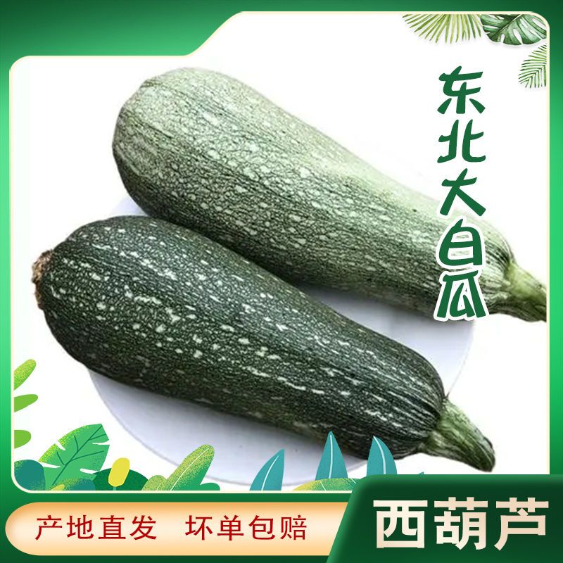 新鲜蔬菜东北西葫芦自家种植西葫芦白瓜长条瓜全国包邮3斤5斤10斤