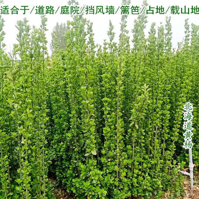 围墙篱笆绿化植物大叶北海道黄杨苗四季常青耐寒庭院绿篱树苗 虎窝拼