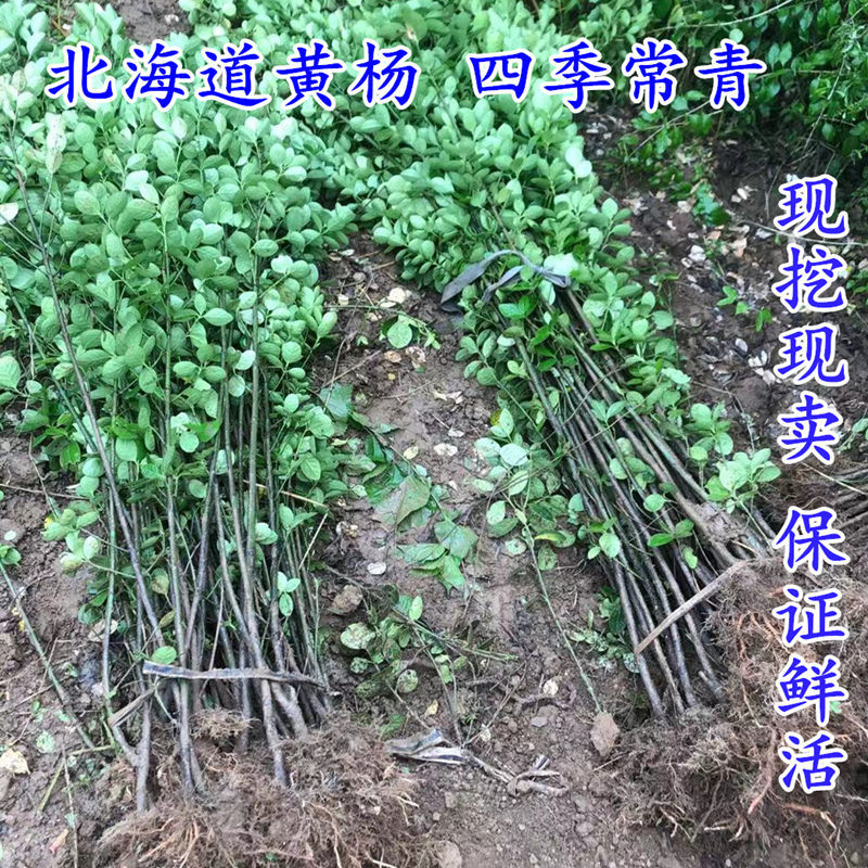 围墙篱笆绿化植物大叶北海道黄杨苗四季常青耐寒庭院绿篱树苗 虎窝拼