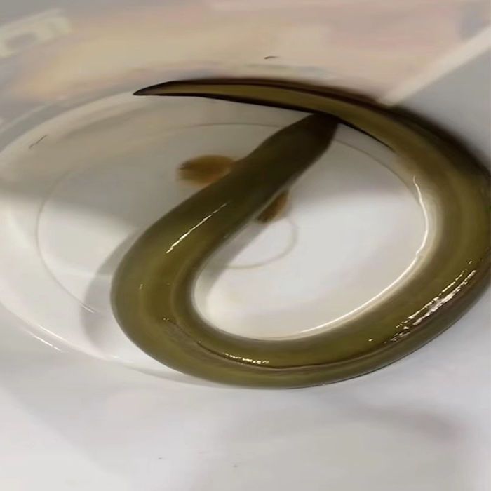 千岛湖野生河鳗黄鳗鱼纯天然活体鲜活野生鱼类淡水鱼鳗鱼包活包邮 虎窝拼