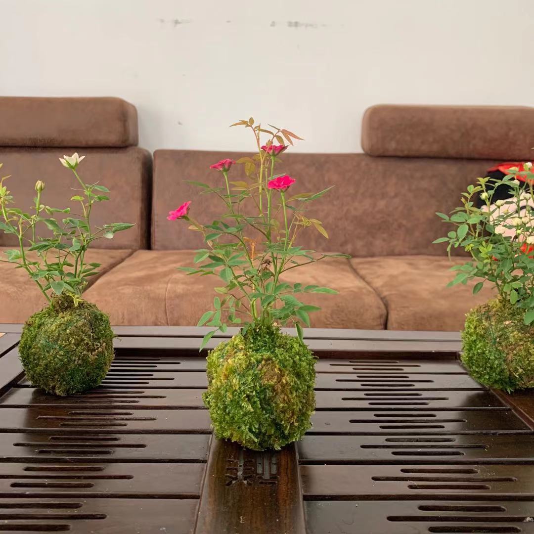 带花苞四季开花迷你型超微型月季玫瑰苔玉苔藓球客厅桌面绿植花卉 虎窝拼